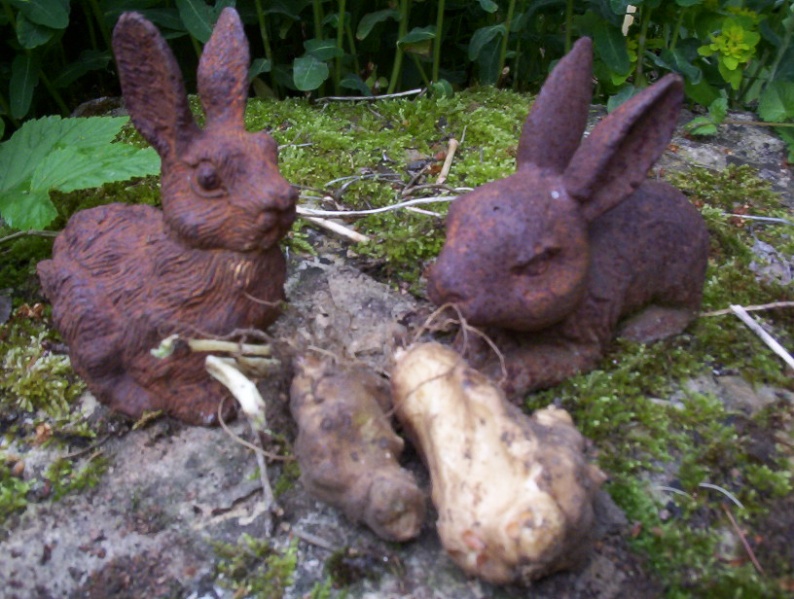 Fichier:Les Topinambours-2.jpg