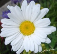 Leucanthemum maikonigin-1.jpg