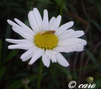 Leucanthemum maikonigin.jpg
