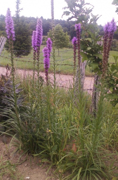 Fichier:Liatris spicata-1.jpg