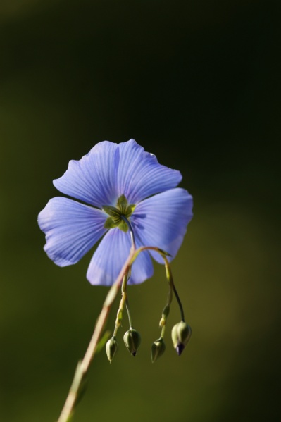 Fichier:Lin vivace-2.jpg