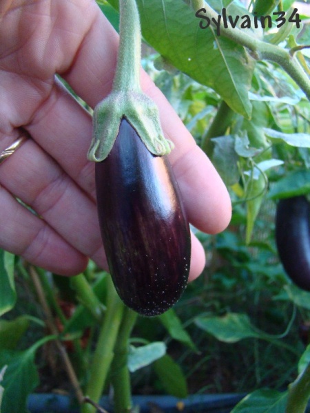 Fichier:Little fingers.jpg