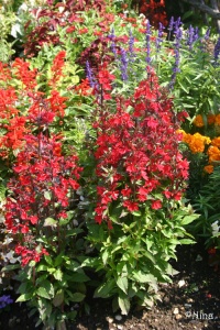 Lobélie du cardinal-1.jpg