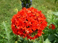 Lychnis Croix de Malte-1.jpg