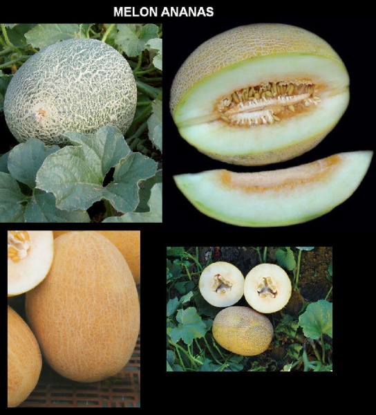 Fichier:MELON ananas-2.jpg