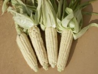 Maïs Stowell's Evergreen.jpg