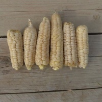 Maïs doux blanc Art Verrel.jpg