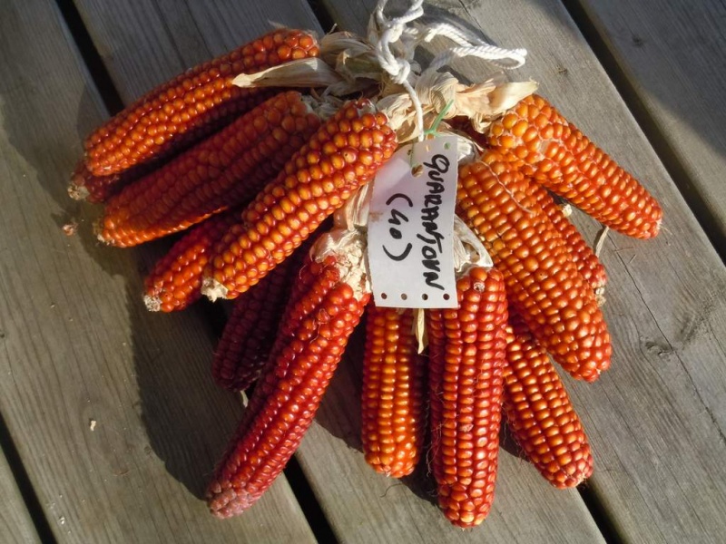 Fichier:Maïs quarantain rouge.jpg