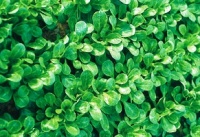 Mache juvallon-1.jpg