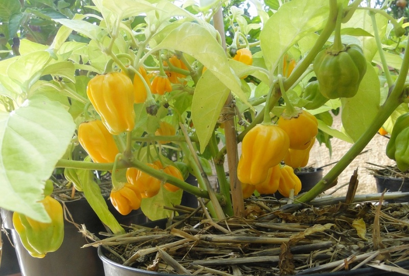 Fichier:Madame Jeanette-1.jpg