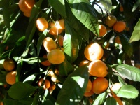 Mandarinier.jpg