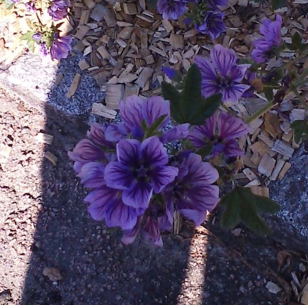 Fichier:Mauve bibor felho.jpg