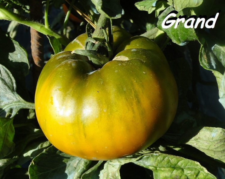 Fichier:Max's Large Green op.jpg