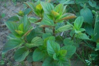 Menthe bergamote-2.jpg