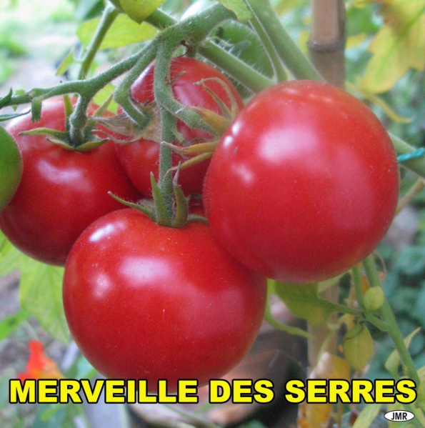 Fichier:Merveille des serres-1.jpg
