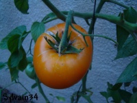 Mikada orange.jpg