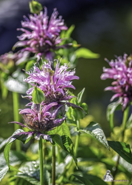 Fichier:Monarde "Beaty of Cobham".jpg