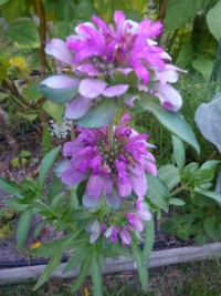 Monarde citronee.jpg