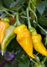 Monkey face yellow.jpg