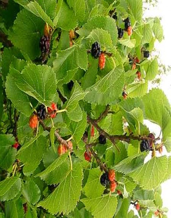 Fichier:Morus nigra black english.jpg