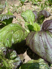 Moutarde indienne red giant.jpg