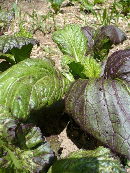 Fichier:Moutarde indienne red giant.jpg