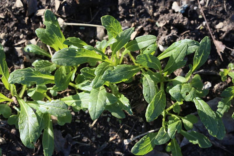 Fichier:Moutarde japonaise Mibuna.jpg