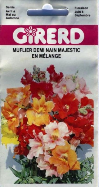 Fichier:Muflier demi-nain majestic-1.jpg
