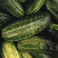 National pickling cuncumber.jpg