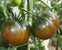 Negro de Santiago-2.jpg