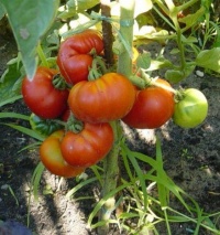 Notre Dame de France-1.jpg