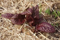 OSEILLE pourpre-1.jpg