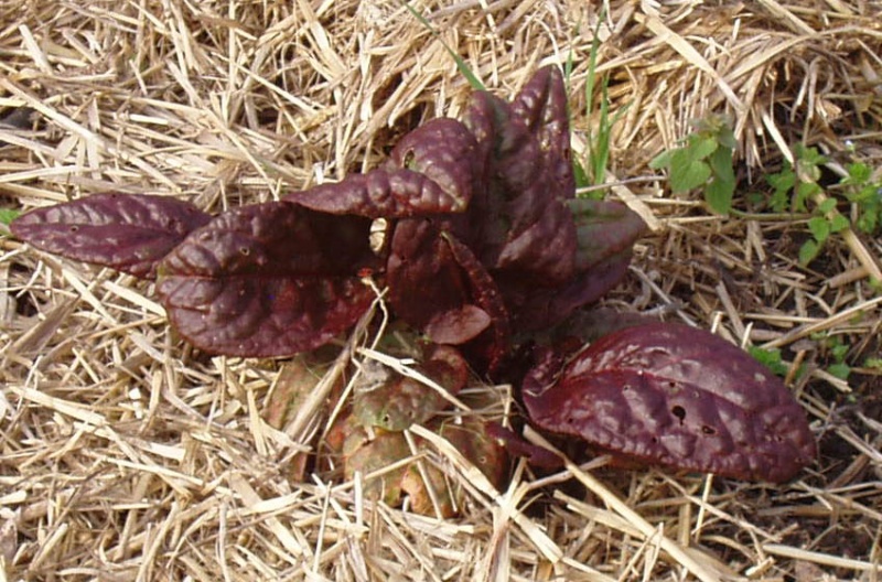 Fichier:OSEILLE pourpre-1.jpg