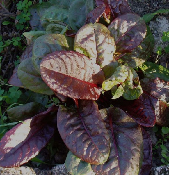 Fichier:OSEILLE pourpre.jpg