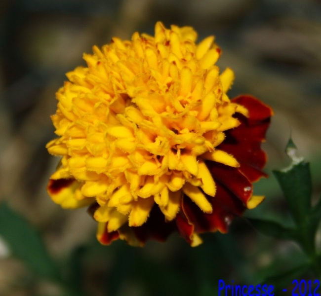 Fichier:Oeillet d'Inde Petite Harmonie, Nain-1.jpg