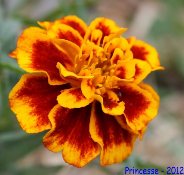 Fichier:Oeillet d'inde boléro.jpg