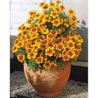 Oeillet d'inde marietta.jpg