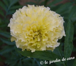 Oeillet d'Inde 'Vanilla' F1 semeur