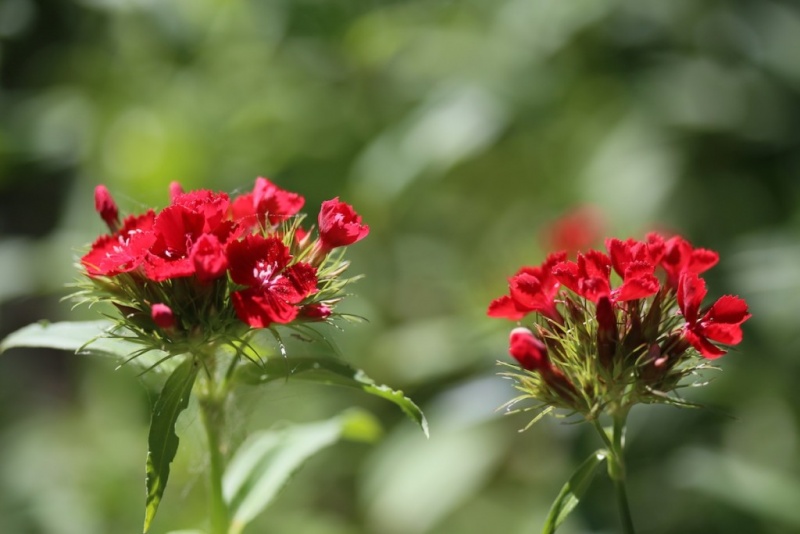 Fichier:Oeillet de poète Scarlet Beauty.jpg