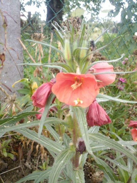 Fichier:Oenothera versicolor.jpg