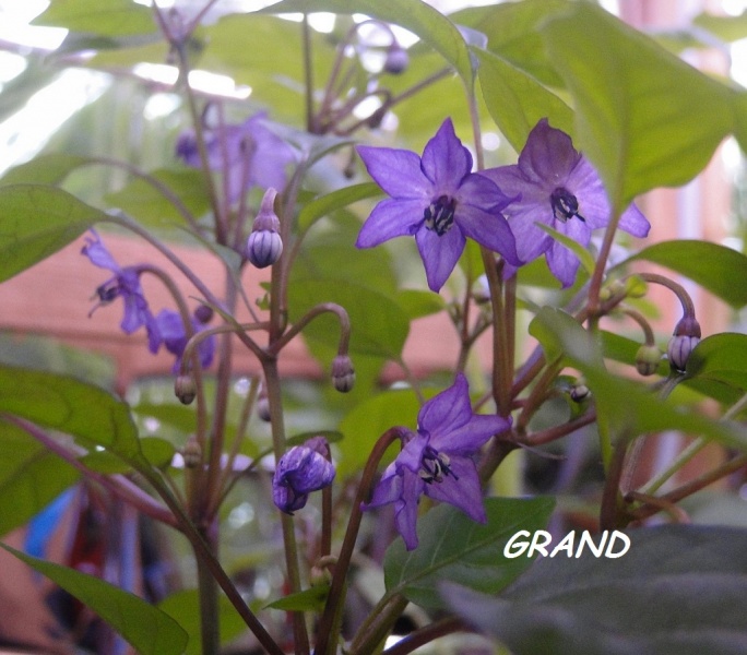 Fichier:Oiseau violet-1.jpg