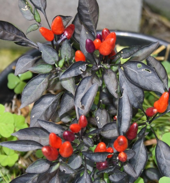 Fichier:Oiseau violet.jpg