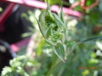 Orlaya grandiflora-1.jpg