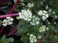 Orlaya grandiflora.jpg