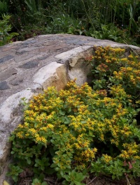 Orpin Fleur jaune.jpg