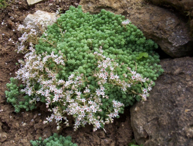 Fichier:Orpin d'Espagne.jpg