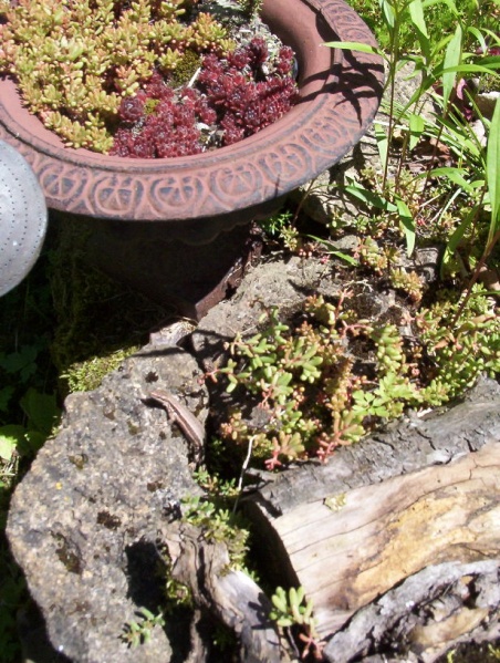 Fichier:Orpin rougeâtre-2.jpg