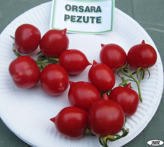 Fichier:Orsara Pezute-1.jpg