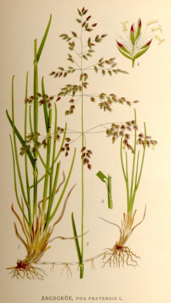 Fichier:Pâturin des prés.jpg