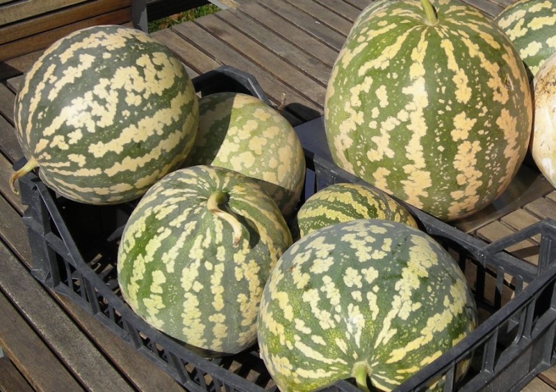 Fichier:PASTEQUE à confiture ronde.jpg